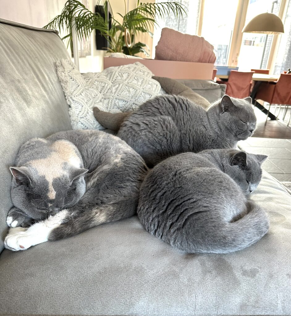 Kater Jip samen met poezen Juultje en Guusje ontspannen bij Cattery Roos en Snor