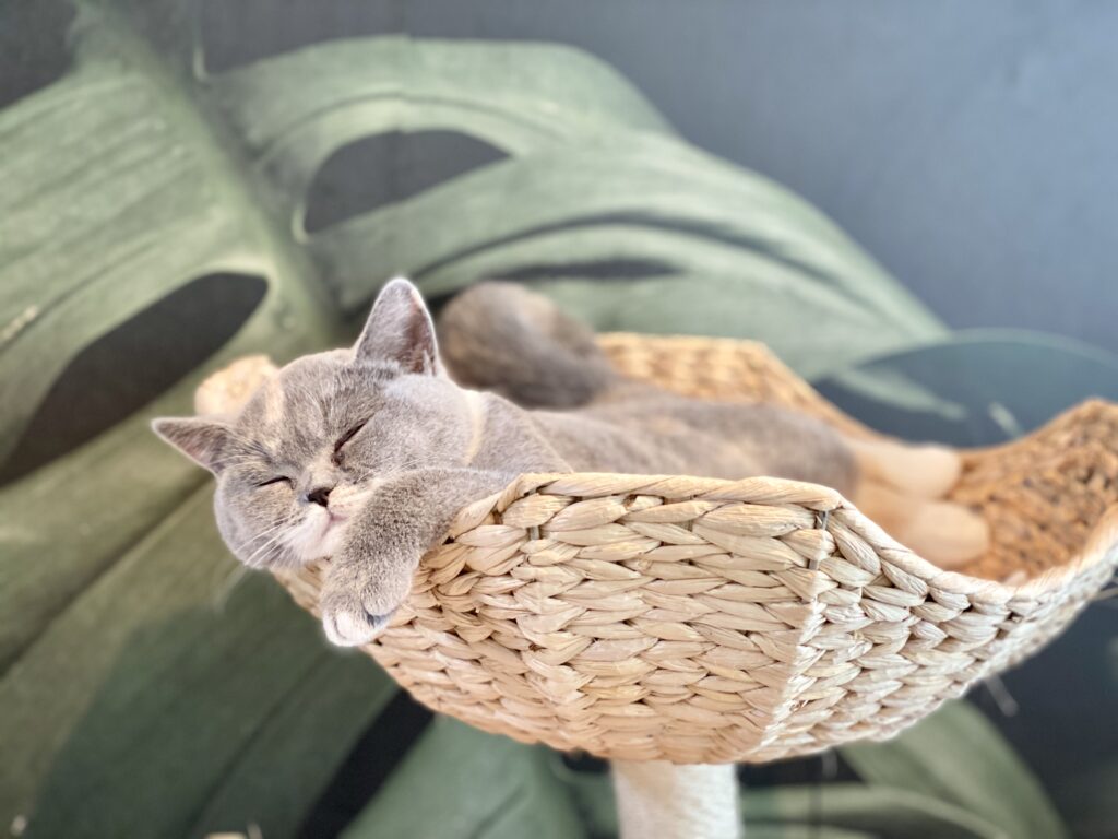 Juultje als kitten bij cattery roos en snor