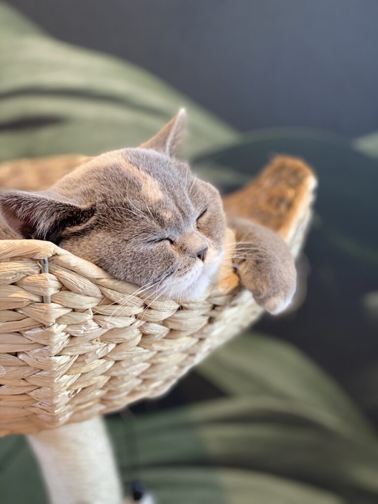 Juultje in krabpaal bij cattery roos en snor