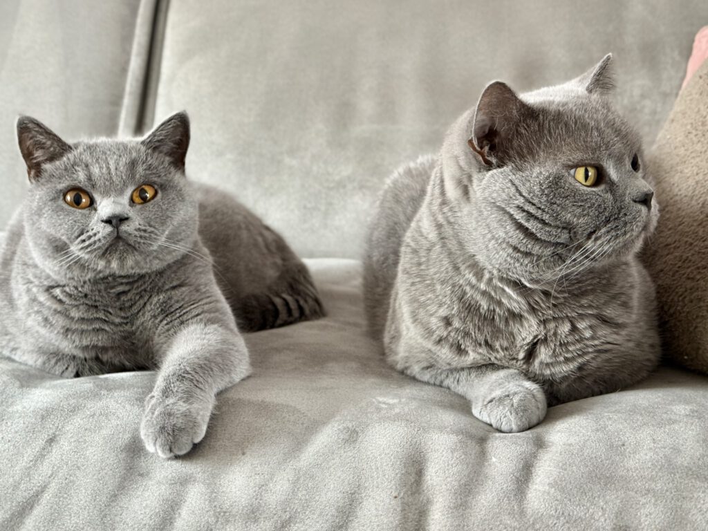 Twee britse kortharen van Cattery Roos en Snor in Roosendaal