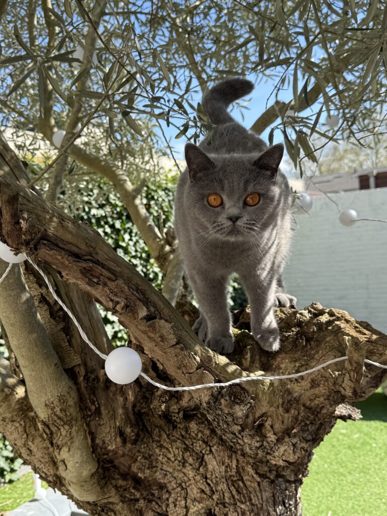 Drachtige poes Guusje staat ontspannen in een boom bij Cattery Roos en Snor