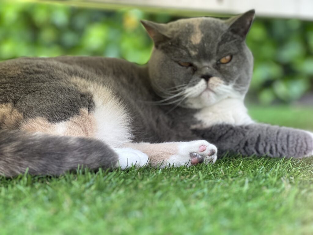 Poes Juultje kijkt rustig en elegant in de camera bij Cattery Roos en Snor
