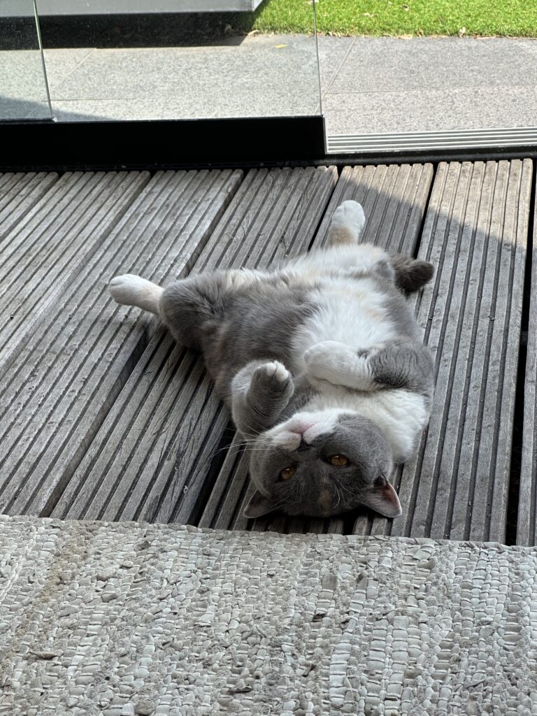 Juultje, heerlijk relaxed bij cattery Roos en Snor