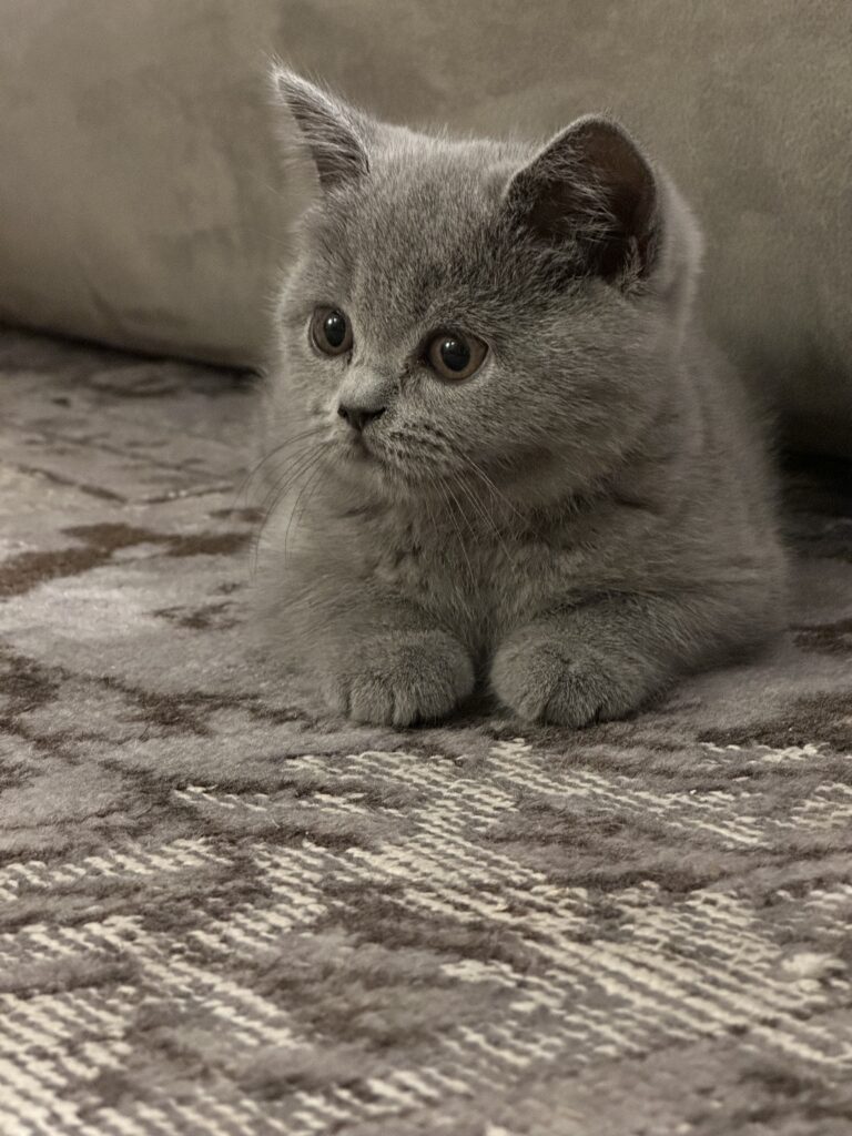 Speels kitten met zachte vacht kijkt nieuwsgierig in de camera bij Cattery Roos en Snor